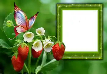 Efek foto dari kategori Musim Panas № 168002